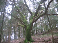 Sweethill wood - SOLD