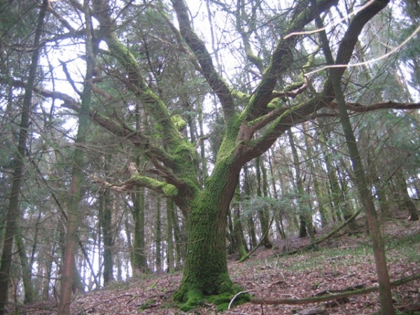 Sweethill wood - SOLD