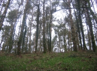 Carpet of bluebells