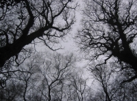 Twisted old oaks
