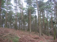 Area of established pine