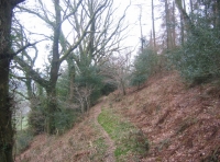 A woodland path