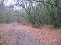 Track to the woodland for sale
