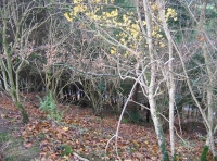 Tarka wood - SOLD photo 3
