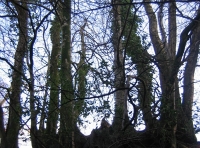 Tarka wood - SOLD photo 5