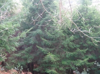 Tarka wood - SOLD photo 6