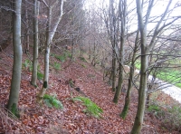 Tarka wood - SOLD photo 7