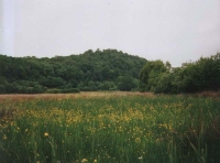 Taw Meadow