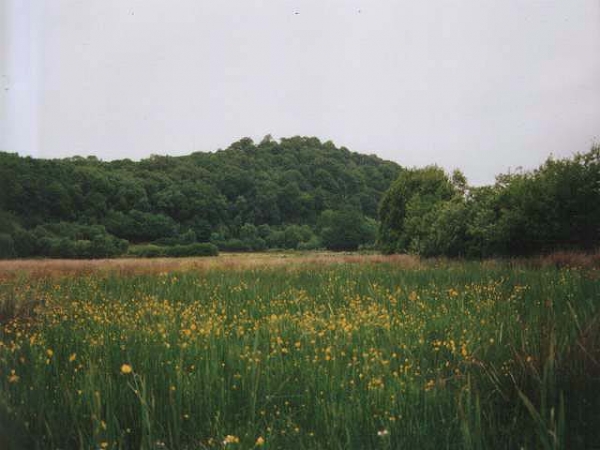 Taw Meadow