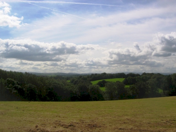 Tillerton Wood