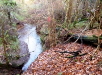 The stream in Autumn