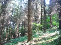 Established conifer trees