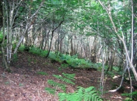 An area of birch trees