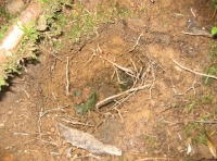 A badger 'latrine'
