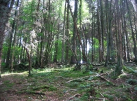 A clearing, perhaps a good camping place