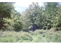 Viney Wood
