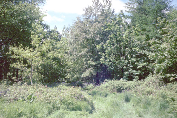Viney Wood
