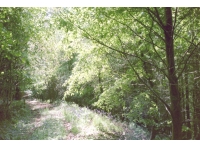 Viney Wood - SOLD photo 2