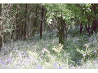 Viney Wood - SOLD photo 3