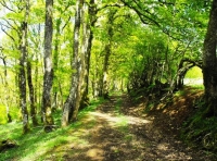 Warbright Wood - SOLD