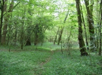 Waterhouse Wood