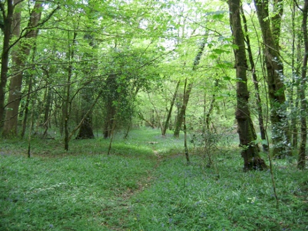 Waterhouse Wood - SOLD