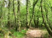 Good place for camping and family forestry