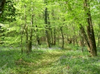 Beautiful clearing in Waterhouse Wood