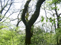 Some amazing shaped trees can be found within the wood