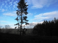 Whisselwell Wood - SOLD