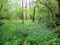 Woolleigh Brook Wood