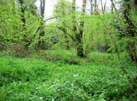 Lovely mixture of trees and flora within the wood, perfect for wildlife!