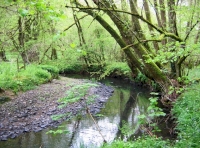 The beautiful brook within the woodland for sale
