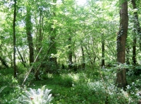 Some of the hazel that could be coppiced