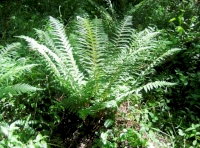 Beautiful ferns are found in Woolleigh Brook Wood.