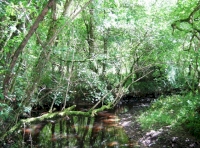 A brook perhaps once used by Tarka the otter?