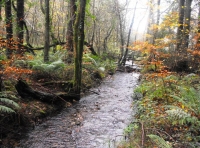 Wyld Wood