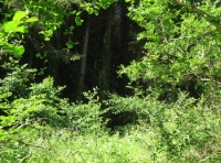 Wyld Wood - SOLD photo 2