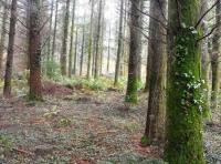 Wyld Wood - SOLD photo 4