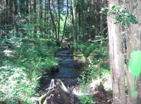 Wyld Wood - SOLD photo 6