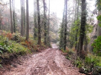 Wyld Wood - SOLD photo 7