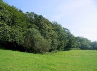 Yonder Wood