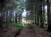 Youlstone Wood - SOLD