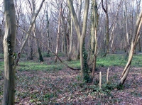 Ashurst Wood - SOLD photo 2