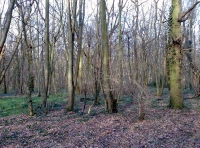 Ashurst Wood - SOLD photo 3