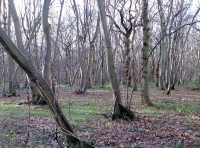 Ashurst Wood - SOLD photo 4