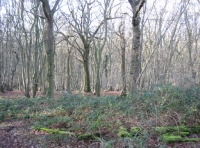 Ashurst Wood - SOLD photo 5
