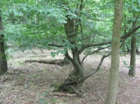 Bear Wood - SOLD