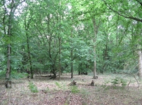 Open areas