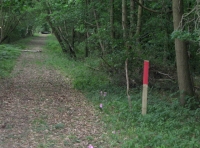 Woodland ride